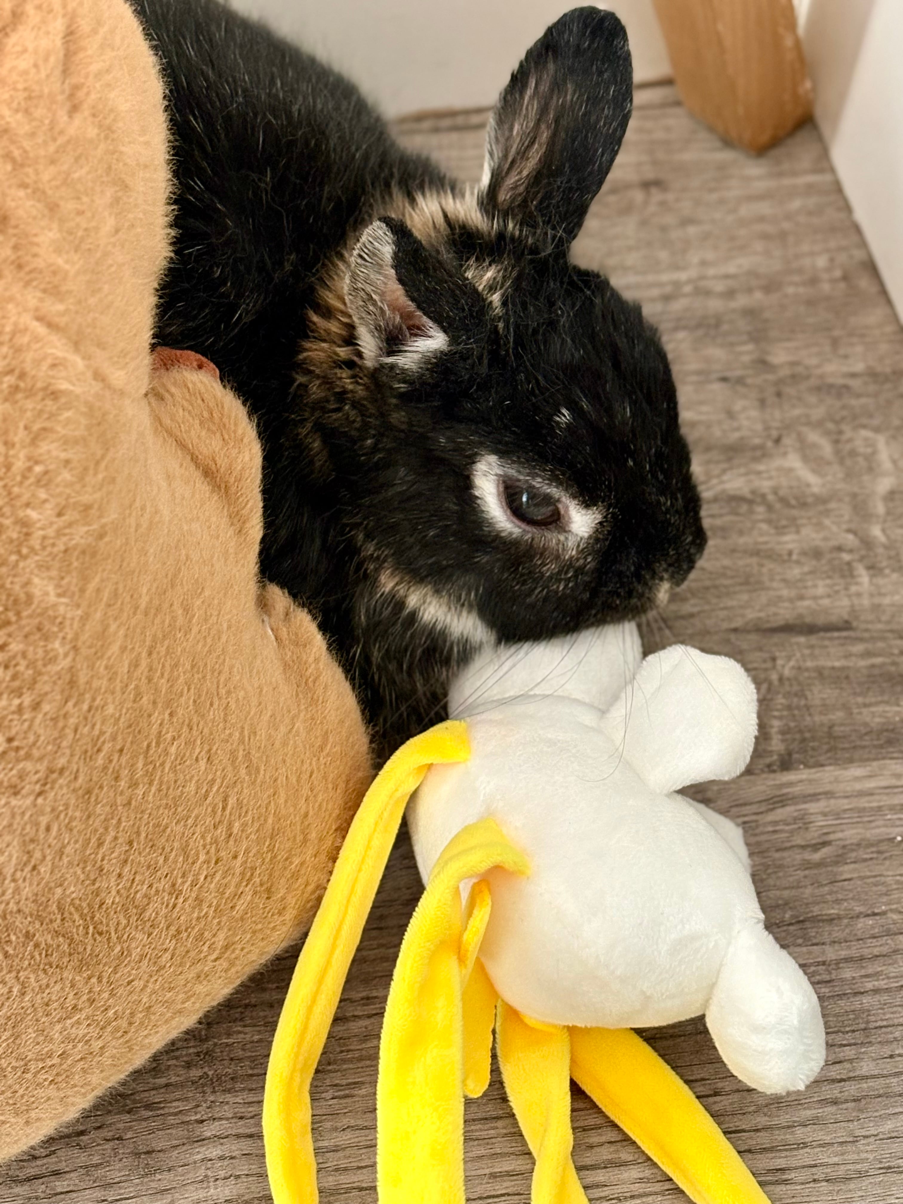 My bunny, Alexa ❤️